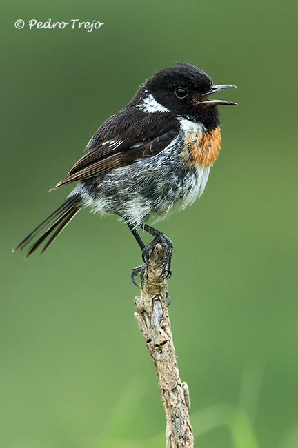 Tarabilla común (Saxicola torquata)